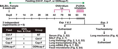 Free Feeding of CpG-Oligodeoxynucleotide Particles Prophylactically Attenuates Allergic Airway Inflammation and Hyperresponsiveness in Mice